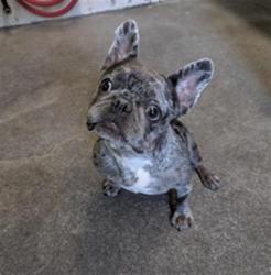 Shelter Stray Female Dog last seen AMERICAN AVE & HARDING AVE, 2127 Front St, Sacramento, CA 95818, USA