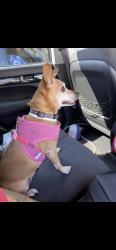 Reunited Female Dog last seen Old Town Clovis, Clovis, CA 93612, USA, Clovis, CA 93612