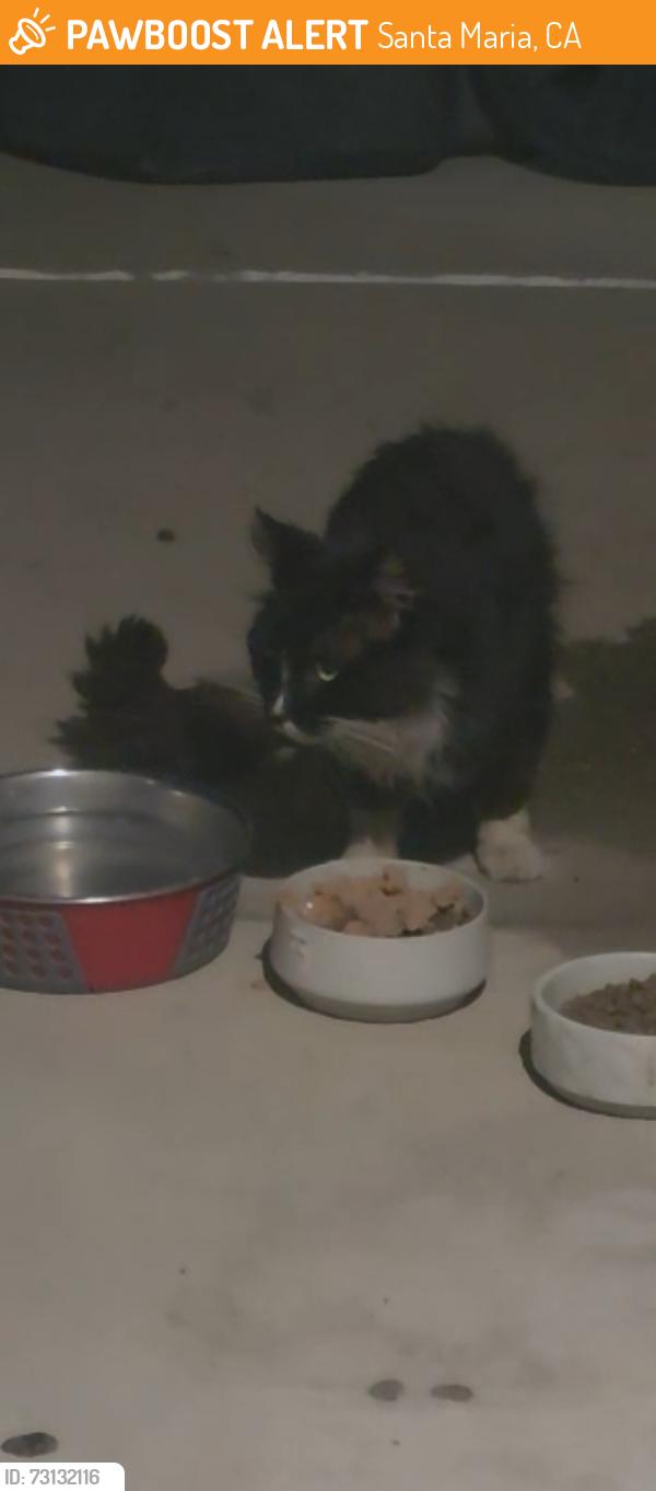 Found/Stray Unknown Cat last seen W Grant St and Broadway, Santa Maria, CA 93458