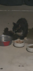 Found/Stray Unknown Cat last seen W Grant St and Broadway, Santa Maria, CA 93458