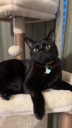 Reunited Male Cat last seen Near E Birch Ave, Fresno, CA 93720, USA, Fresno, CA 93720