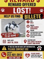 Lost Male Dog last seen Erie & Hoyne, Chicago, IL 60612