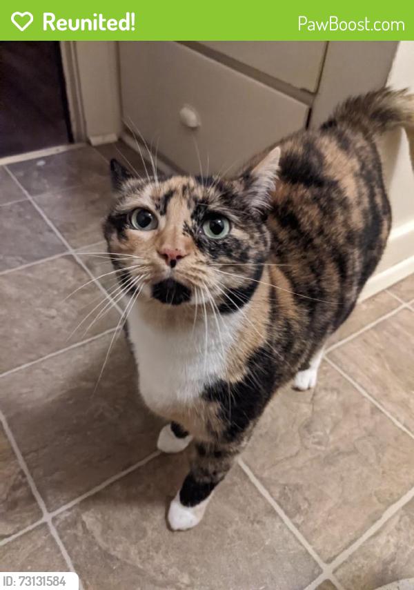 Reunited Female Cat last seen Near NE Killingsworth St, Portland, OR 97211, USA, Portland, OR 97211