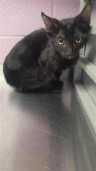 Shelter Stray Male Cat last seen Near Gateway West c400, CITY of El Paso, TX, 5001 Fred Wilson Ave, El Paso, TX 79906, USA