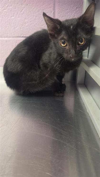 Shelter Stray Male Cat last seen Near Gateway West c400, CITY of El Paso, TX, 5001 Fred Wilson Ave, El Paso, TX 79906, USA