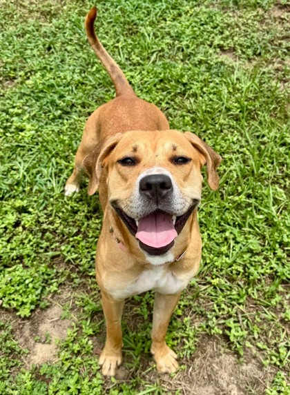 Shelter Stray Female Dog last seen S Pastel Point, Homosassa,, 4030 S Airport Rd, Inverness, FL 34450, USA