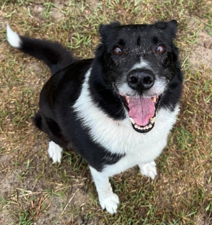 Shelter Stray Male Dog last seen cabot st, Inverness, FL, 4030 S Airport Rd, Inverness, FL 34450, USA