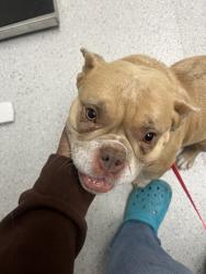 Shelter Stray Female Dog last seen Lake merrit, finder was in a family gathering, Oakland, CA, 1101 29th Ave, Oakland, CA 94601, USA