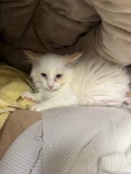 Shelter Stray Female Cat last seen Near edes ave, Oakland, CA, 1101 29th Ave, Oakland, CA 94601, USA
