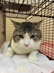 Shelter Stray Male Cat last seen Near W 2nd Avenue, SPOKANE, WA, 99201, 6815 E Trent Ave, Spokane, WA 99212, USA