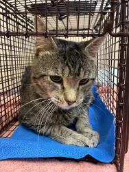 Shelter Stray Male Cat last seen Near W 2nd Avenue, SPOKANE, WA, 99201, 6815 E Trent Ave, Spokane, WA 99212, USA