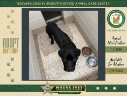 Shelter Stray Male Dog last seen FL, 5100 W Eau Gallie Blvd, Melbourne, FL 32934, USA