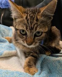 Shelter Stray Male Cat last seen trapped at a yard, San Diego, CA, 92114, 5500 Gaines St, San Diego, CA 92110, USA