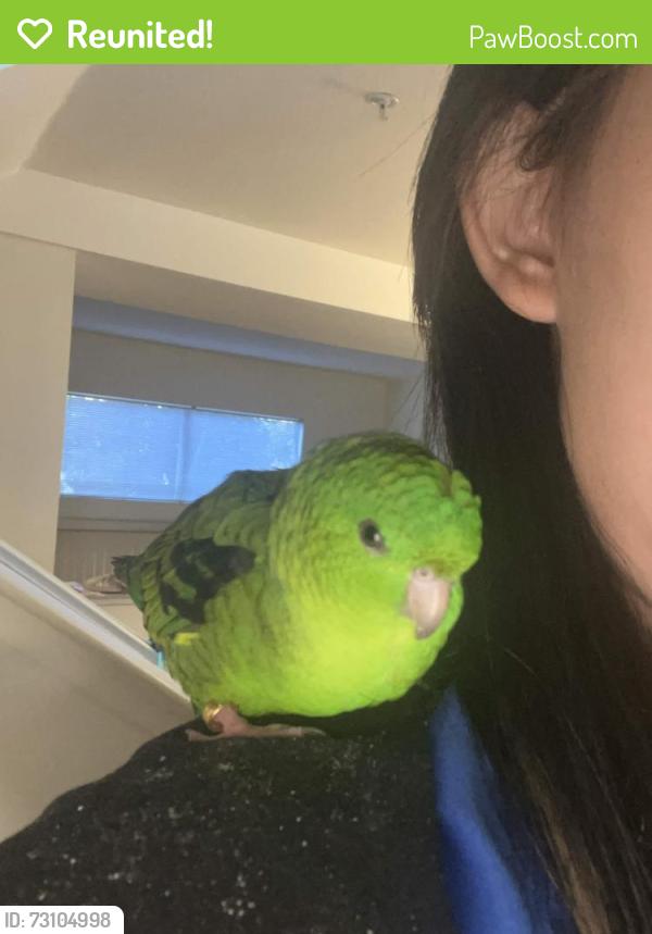 Reunited Unknown Bird last seen Alder Ave, Fremont Blvd, Oak St., Blue Ridge St., Fremont, CA 94536