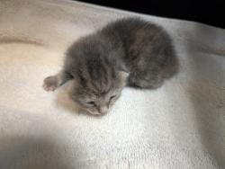 Shelter Stray Female Cat last seen Near Willie James Jones Avenue, San Diego, CA, 92113, 5500 Gaines St, San Diego, CA 92110, USA