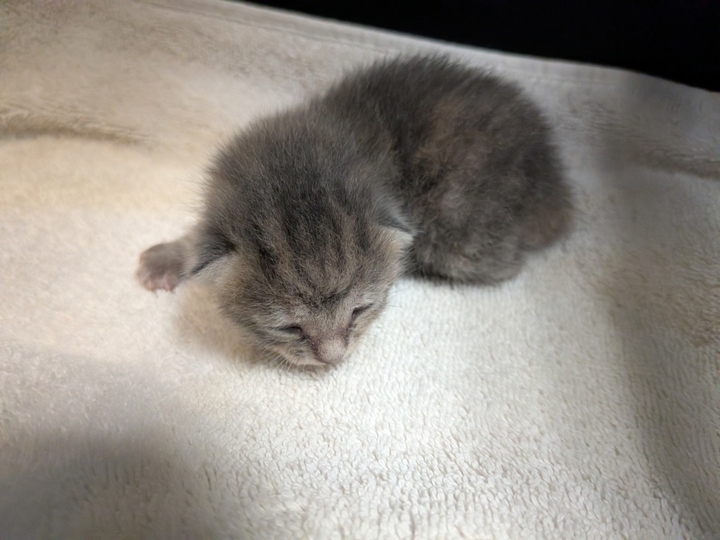 Shelter Stray Female Cat last seen Near Willie James Jones Avenue, San Diego, CA, 92113, 5500 Gaines St, San Diego, CA 92110, USA
