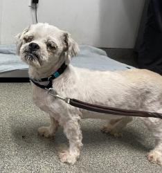 Shelter Stray Male Dog last seen Near Black Mountain Road, San Diego, CA, 92129, Escondido, CA 92027, USA