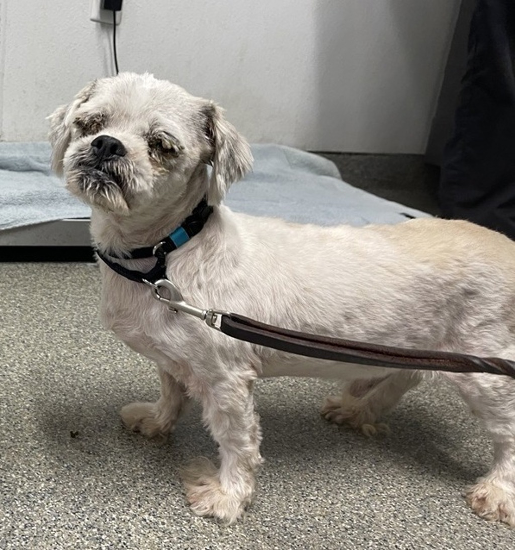 Shelter Stray Male Dog last seen Near Black Mountain Road, San Diego, CA, 92129, Escondido, CA 92027, USA