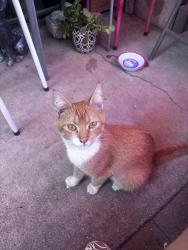 Found/Stray Unknown Cat last seen Bernard and Indiana, Riverside, CA 92504