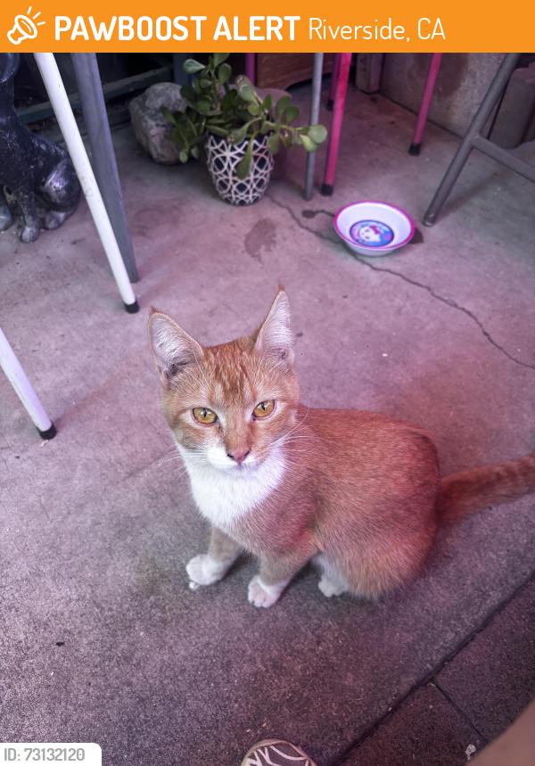 Found/Stray Unknown Cat last seen Bernard and Indiana, Riverside, CA 92504