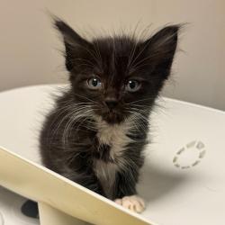 Shelter Stray Male Cat last seen Near E Street, OAKLAND, CA, 94603, 8323 Baldwin St, Oakland, CA 94621, USA