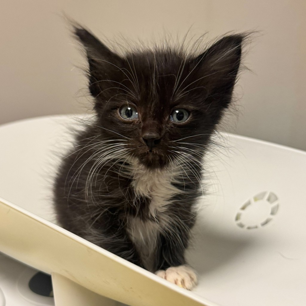 Shelter Stray Male Cat last seen Near E Street, OAKLAND, CA, 94603, 8323 Baldwin St, Oakland, CA 94621, USA