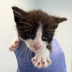 Shelter Stray Male Cat last seen Apt 54,2420 Palm Ave, San Diego, CA, 92154, 5500 Gaines St, San Diego, CA 92110, USA