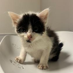 Shelter Stray Male Cat last seen Near E Street, OAKLAND, CA, 94603, 8323 Baldwin St, Oakland, CA 94621, USA
