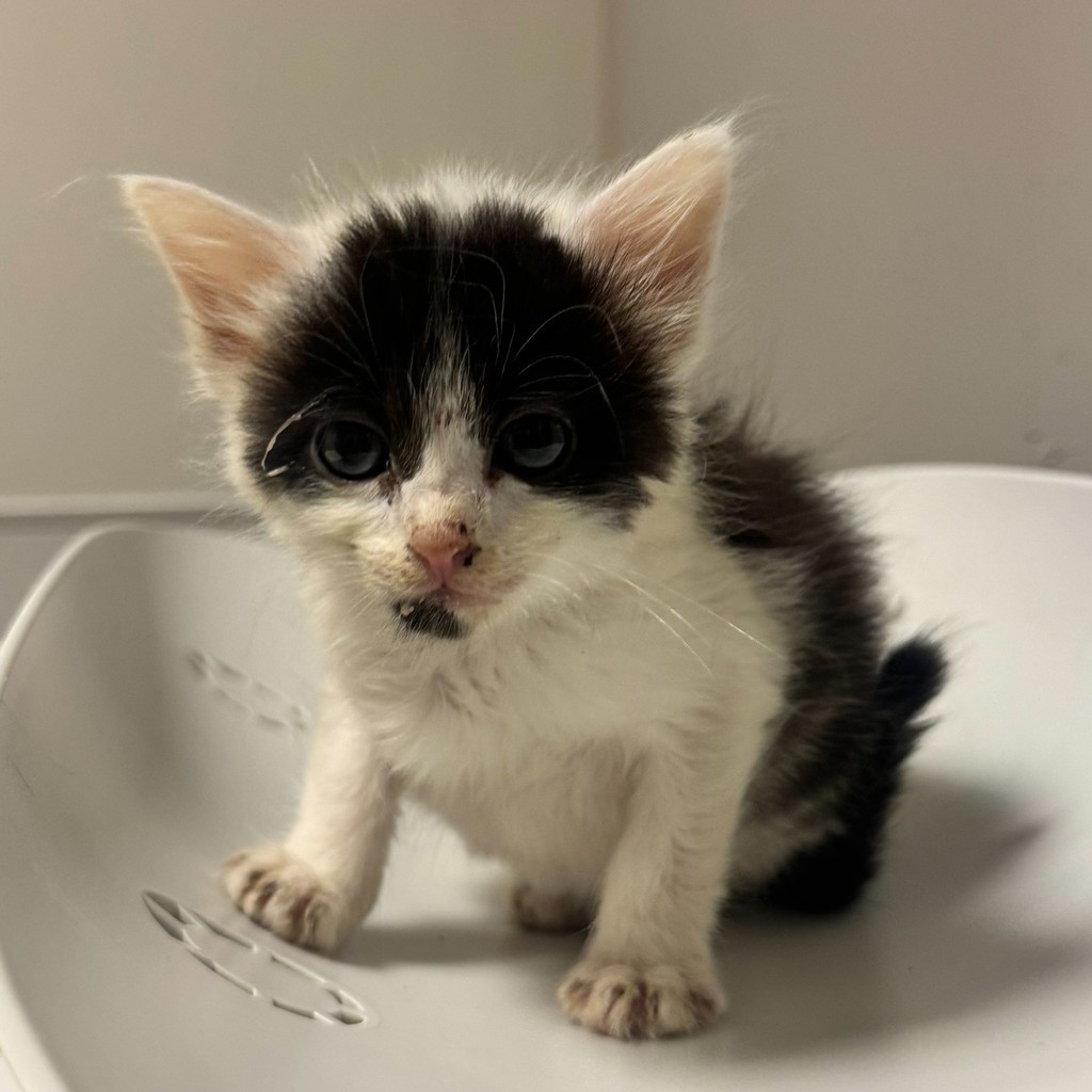 Shelter Stray Male Cat last seen Near E Street, OAKLAND, CA, 94603, 8323 Baldwin St, Oakland, CA 94621, USA