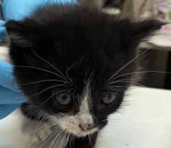 Shelter Stray Female Cat last seen 213th and NE Hancock, FAIRVIEW, OR, 97024, 1700 W Historic Columbia River Hwy, Troutdale, OR 97060, USA