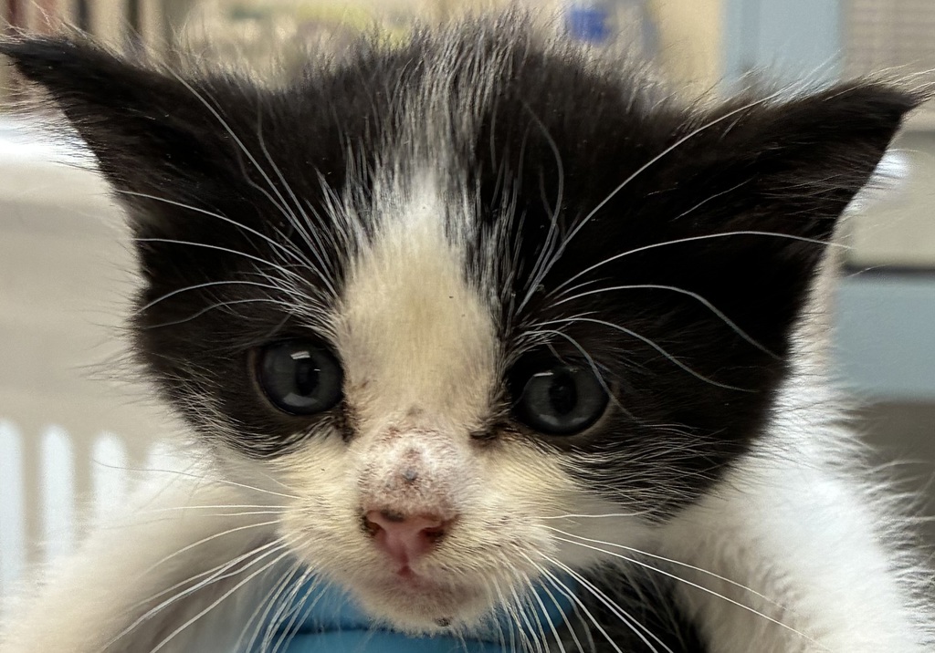 Shelter Stray Female Cat last seen 213th and NE Hancock, FAIRVIEW, OR, 97024, 1700 W Historic Columbia River Hwy, Troutdale, OR 97060, USA