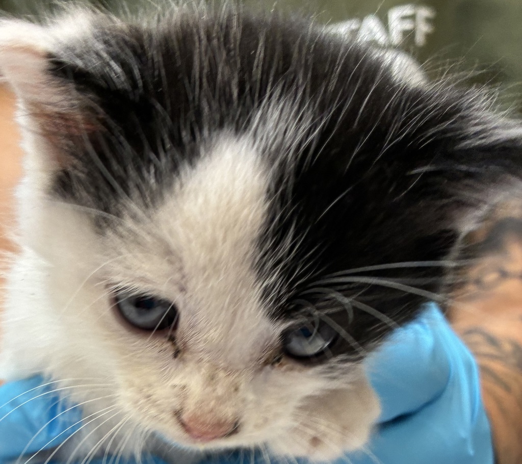 Shelter Stray Female Cat last seen 213th and NE Hancock, FAIRVIEW, OR, 97024, 1700 W Historic Columbia River Hwy, Troutdale, OR 97060, USA
