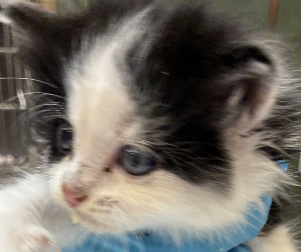Shelter Stray Female Cat last seen 213th and NE Hancock, FAIRVIEW, OR, 97024, 1700 W Historic Columbia River Hwy, Troutdale, OR 97060, USA