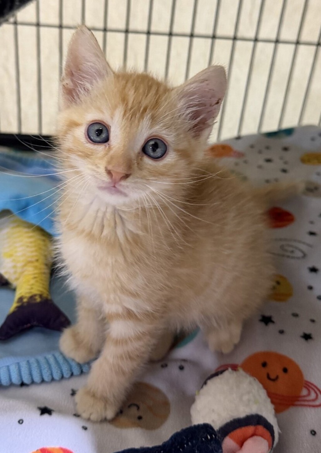 Shelter Stray Male Cat last seen Near S 45th Street, San Diego, CA, 92113, 5500 Gaines St, San Diego, CA 92110, USA