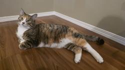 Reunited Female Cat last seen Penbrooke area and Pensacola garden, Calgary, AB T2A 2G7