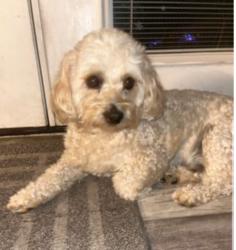 Reunited Male Dog last seen S Saulsbury st and west Arkansas, Lakewood, CO 80232