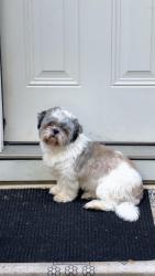 Reunited Female Dog last seen Zoey Lane, Austin, TX 78724