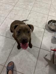 Reunited Female Dog last seen 35th Ave and cholla, Phoenix, AZ 85029