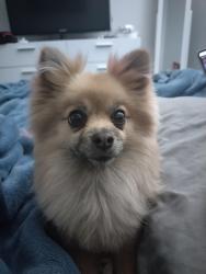Reunited Female Dog last seen Brandywine, Ritzy Lou Pl, Sir Blink Ct, El Paso County, TX 79928