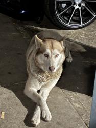 Reunited Male Dog last seen S White Ave, Pomona, CA 91766, USA, Pomona, CA 91766