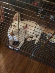 Reunited Female Dog last seen Nichols rd, Lithia, FL 33547