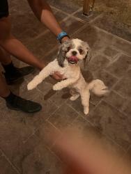Reunited Female Dog last seen Sun seeker, El Paso, TX 79938