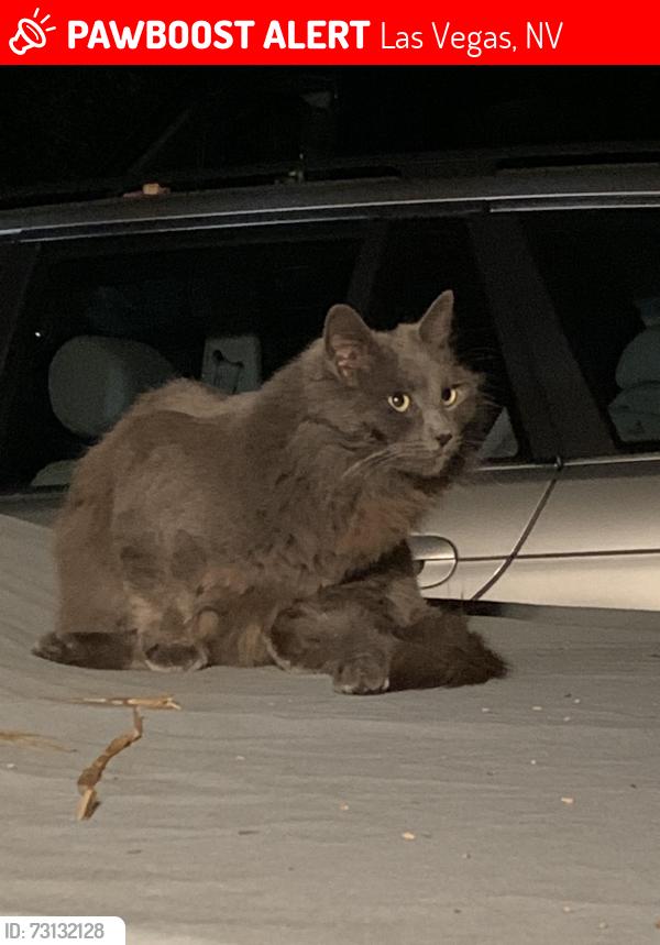 Lost Female Cat last seen Griffith Ave and 15th Street, Las Vegas, NV 89104