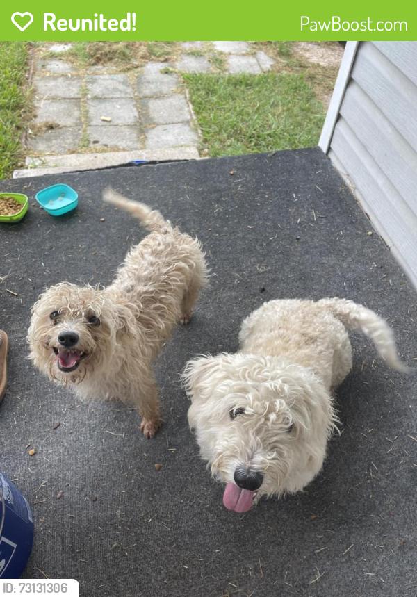 Reunited Male Dog last seen Greenville and horne, Caddo Mills, TX 75135