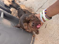 Reunited Male Dog last seen Simpson and Menifee Rd, Winchester, CA 92596