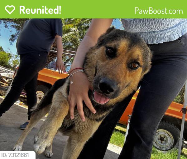 Reunited Male Dog last seen Near Tyler St, Riverside, CA 92503, Riverside, CA 92503