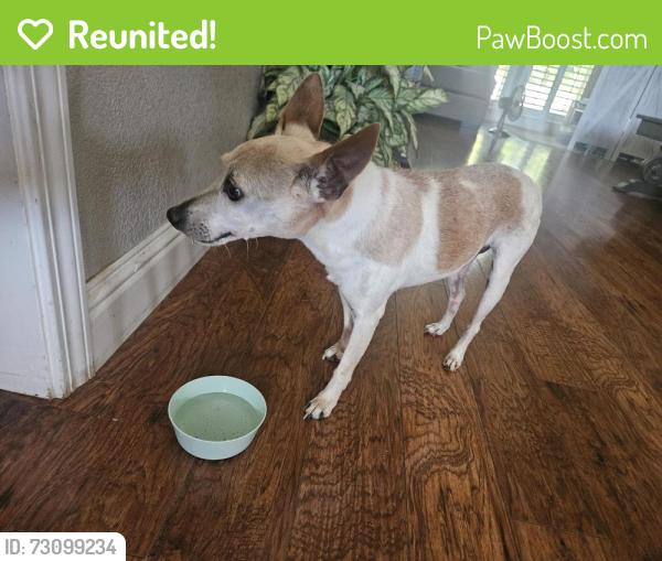 Reunited Male Dog last seen Midas and Argonaut, Rocklin, CA 95677