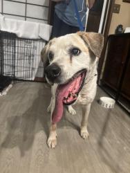 Found/Stray Male Dog last seen Almaden, San Jose, CA 95120