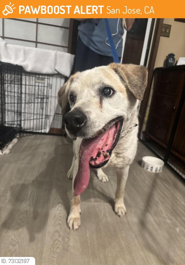 Found/Stray Male Dog last seen Almaden, San Jose, CA 95120