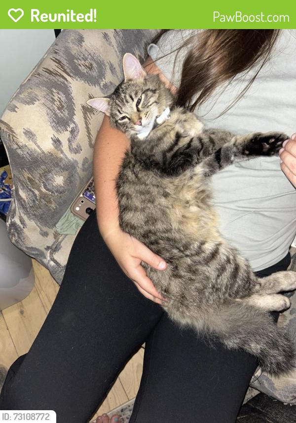 Reunited Male Cat last seen Dryden Rd and Hosner Rd, Metamora, MI 48455